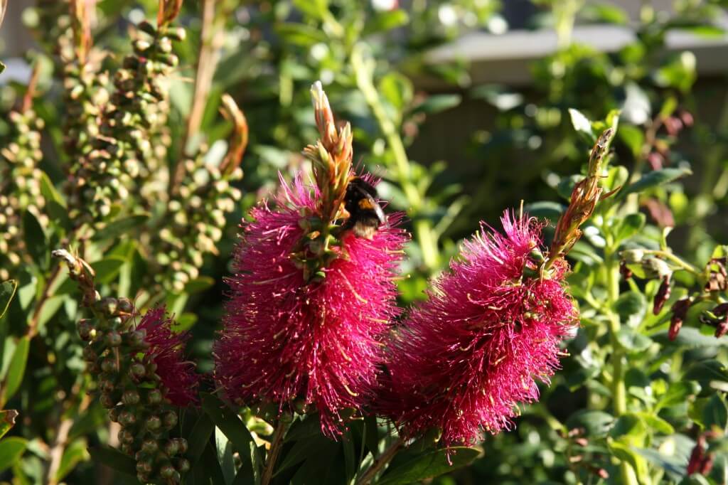 Callistemon citrinus Pink