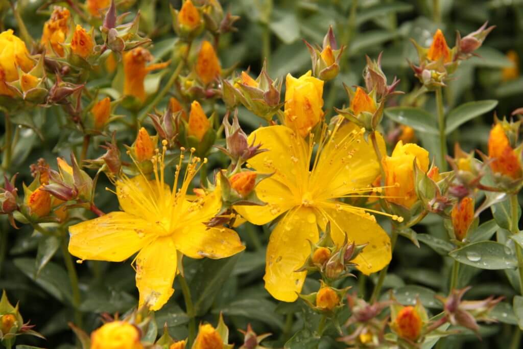 Hypericum gracillis
