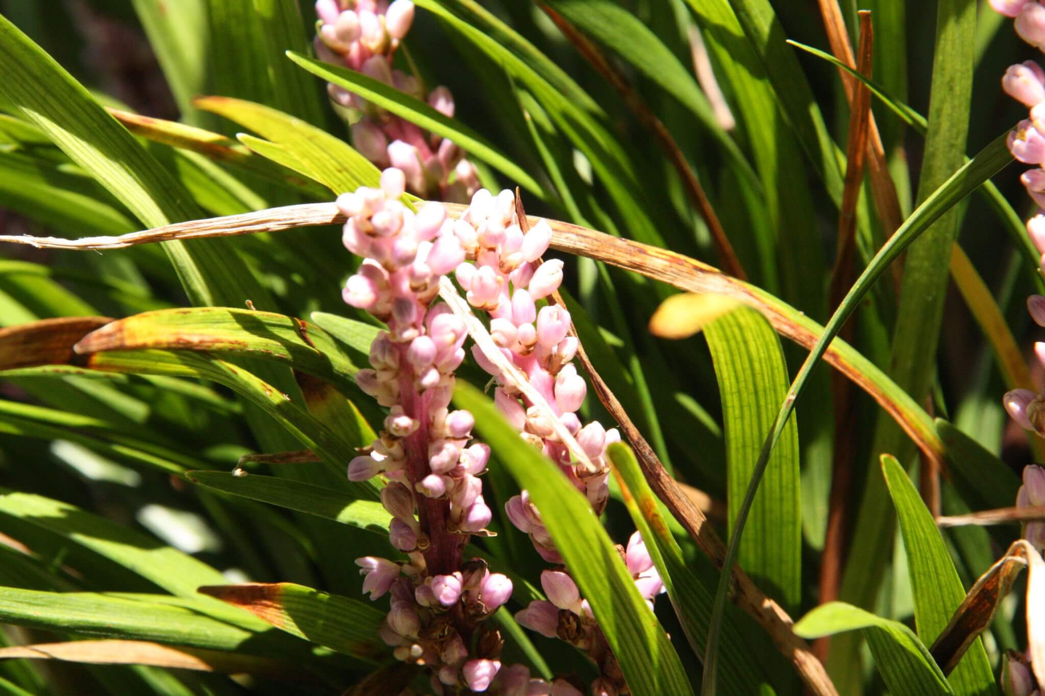 Liriope muscari 'Samantha' Maryflower