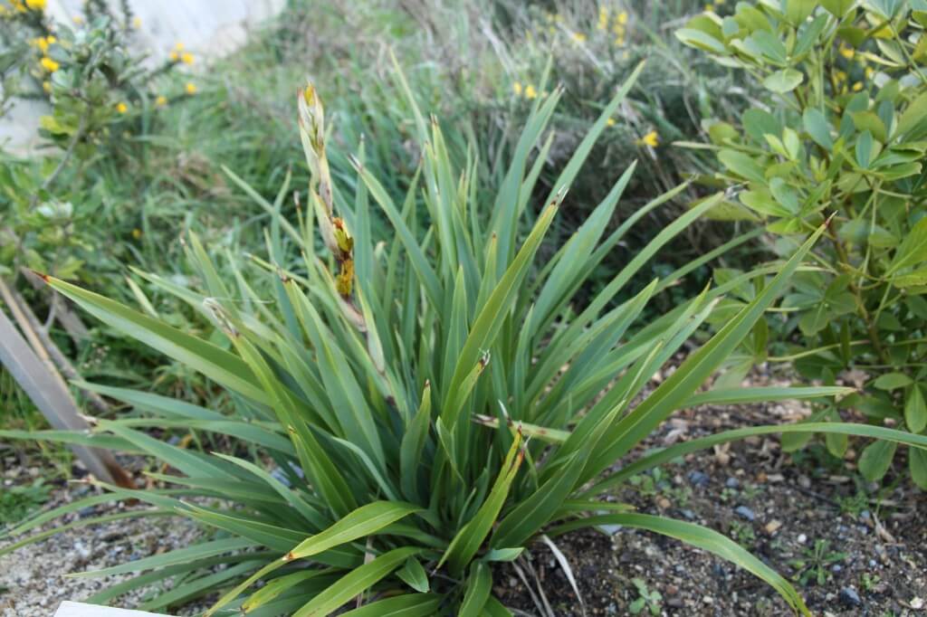 Phormium cookianum 'Emerald gem'