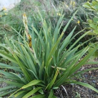 Phormium cookianum 'Emerald gem'