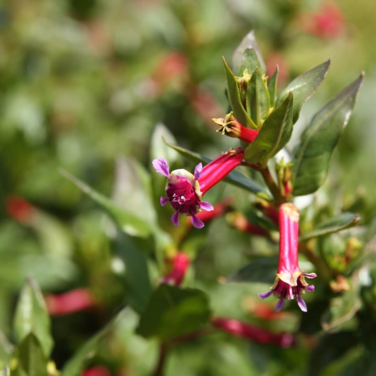 Cuphea Ignea Starfire Pink Maryflower