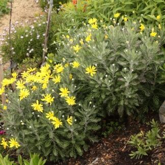 Euryops pectinatus 'Little Sunray'