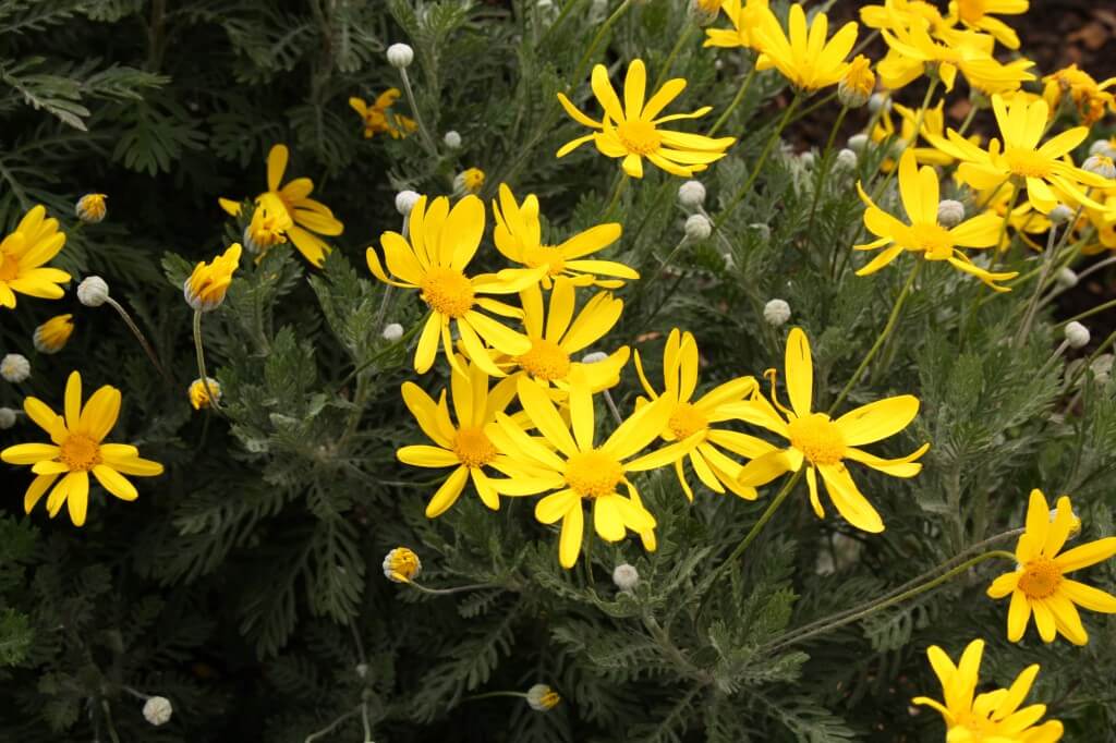 Euryops pectinatus 'Little Sunray'