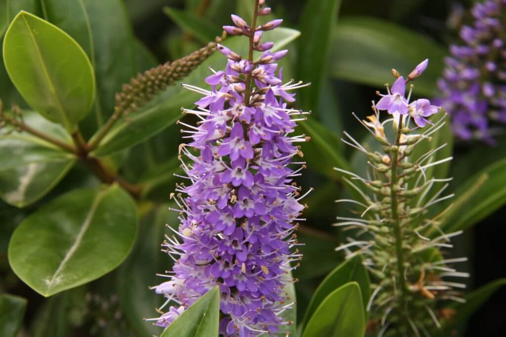 Hebe speciosa 'Azure'
