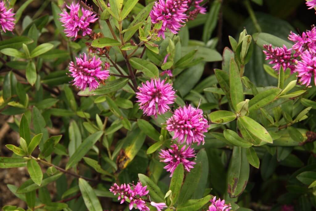 Hebe 'Totara Pink'