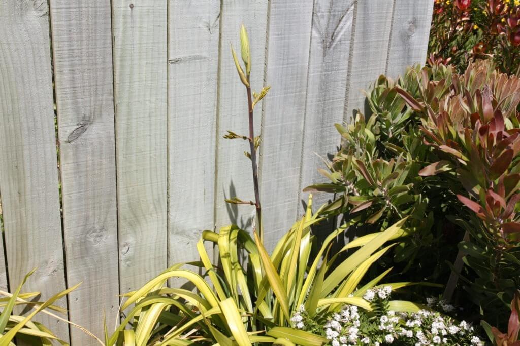 Phormium Yellow wave