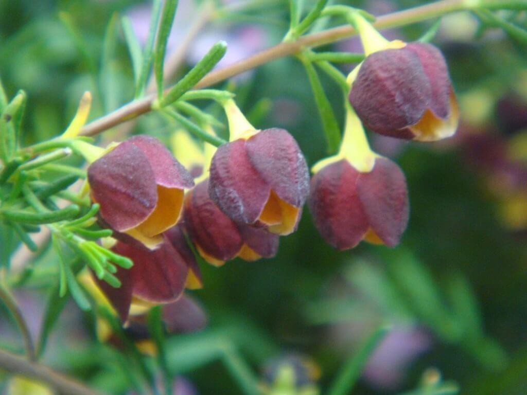 Boronia megastigma