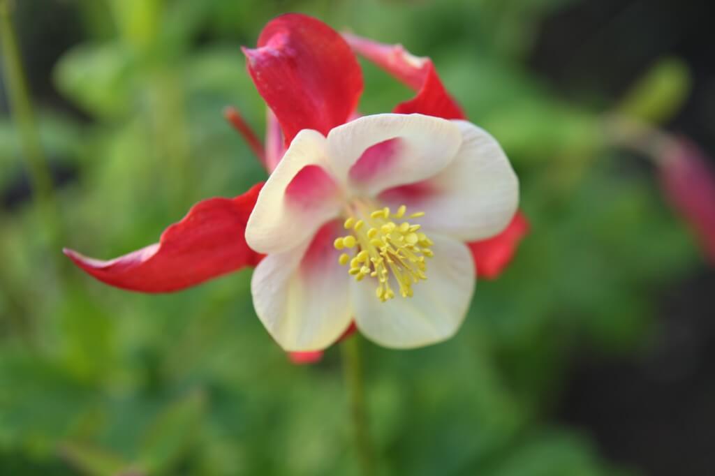 Aquilegia Origami red white