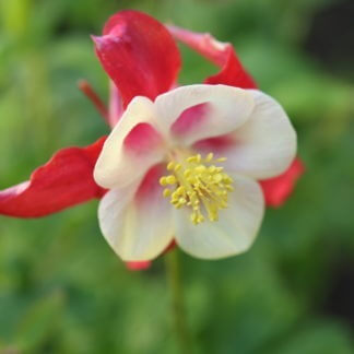 Aquilegia Origami red white