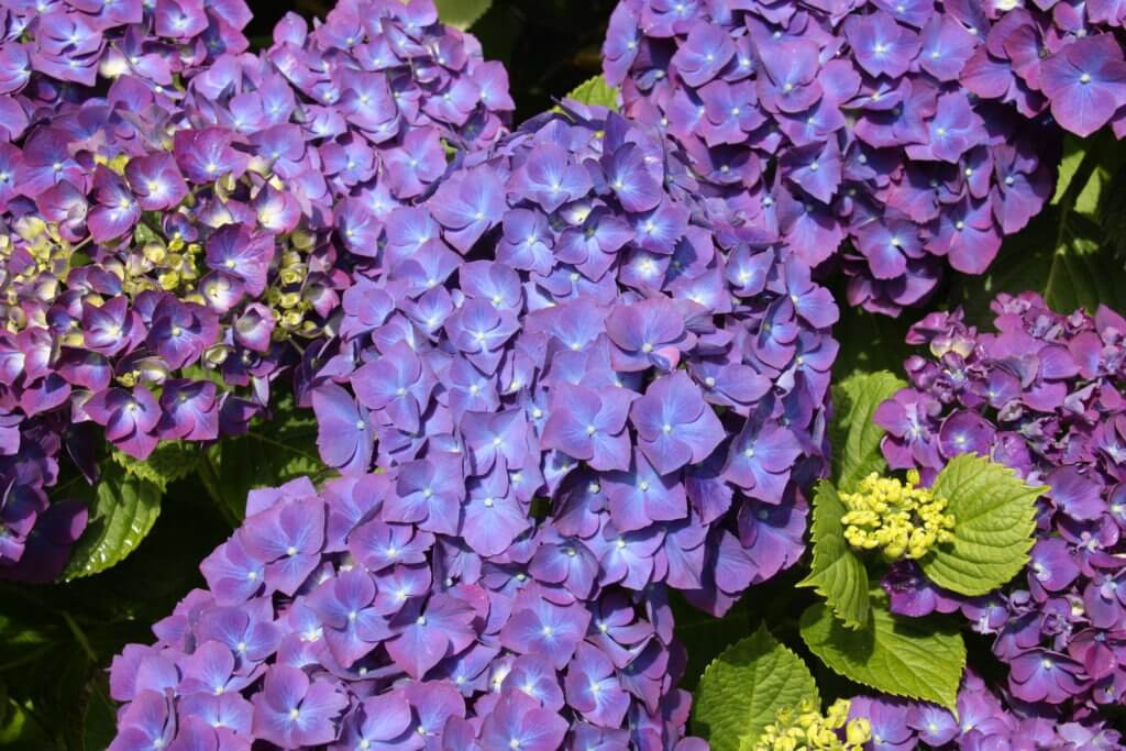 100-142 Hydrangea 'Raspberry Crush'