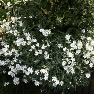 Cerastium tomentosum