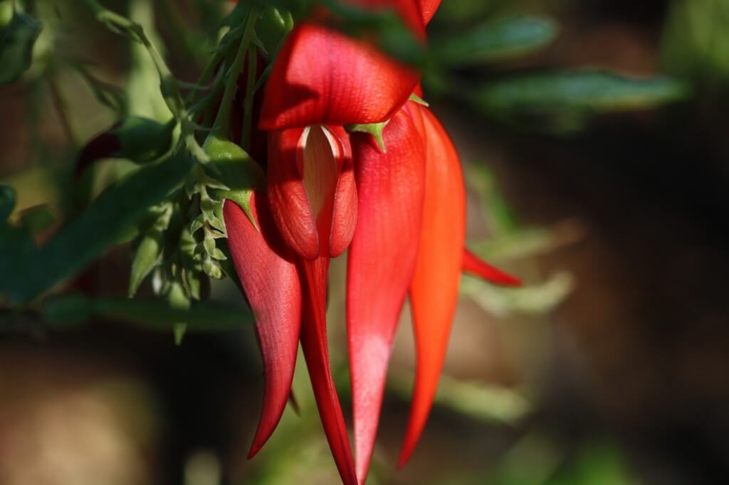 Clianthus maximus