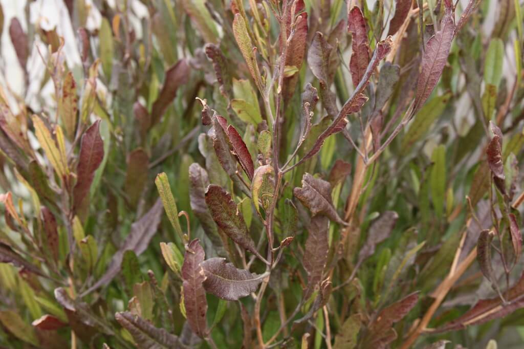 Dodonaea viscosa 'Purpurea'