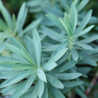 Euphorbia 'Glauca'
