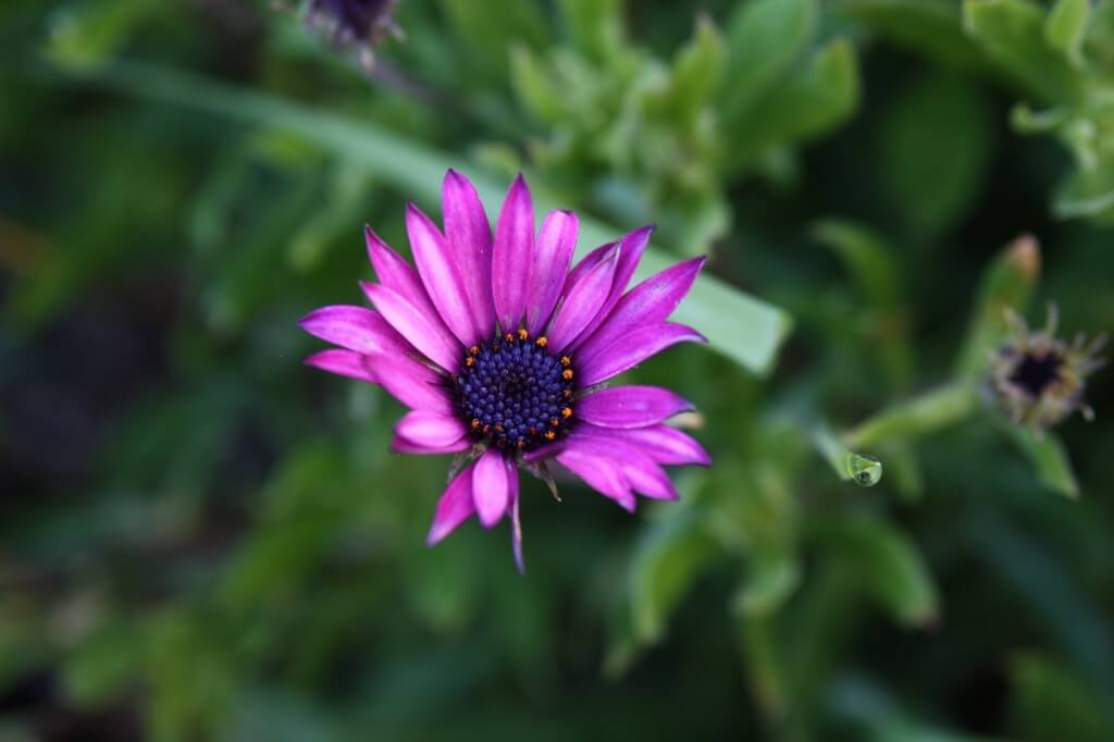 Osteospermum'Purple'
