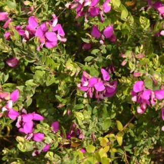 Polygala Dazzler