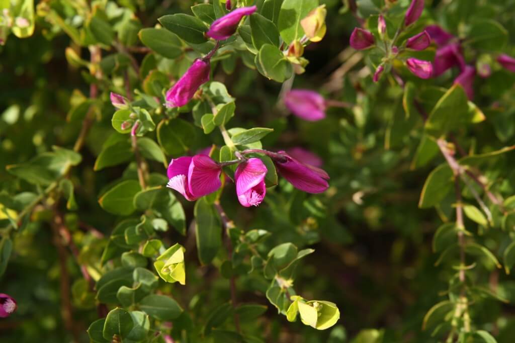 Polygala 'Dazzler'