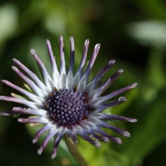 osteospermum starry eyes