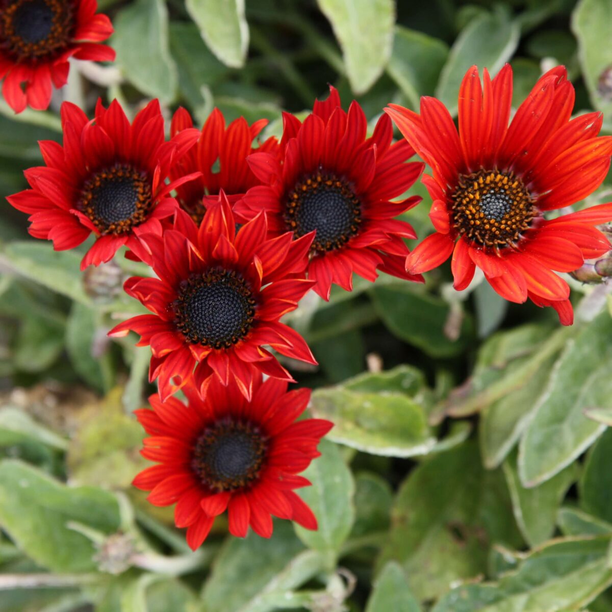 Arctotis 'Brick Red' – Maryflower
