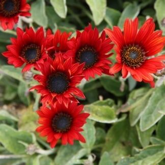 Arctotis 'Brick Red'