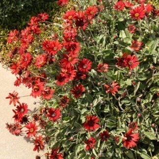 Arctotis ' Brick Red'