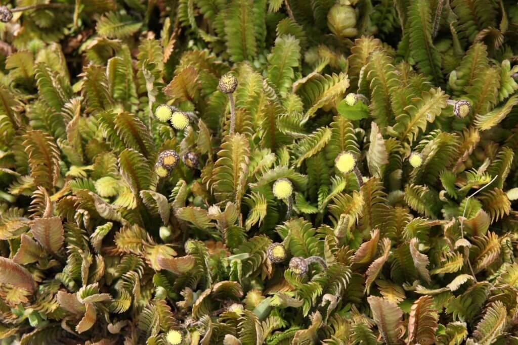 Leptinella Dioica