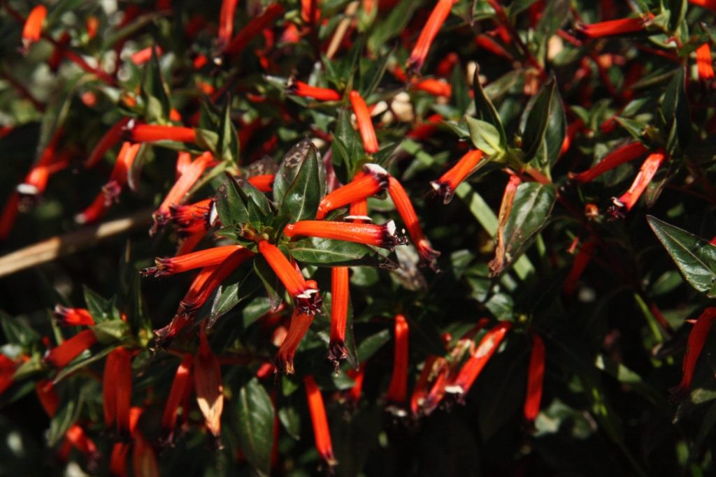 Cuphea ignea 'Coan Scarlet'