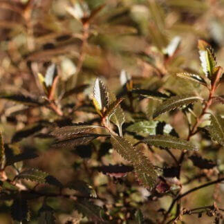Haloragis erecta 'Wellington Bronze'