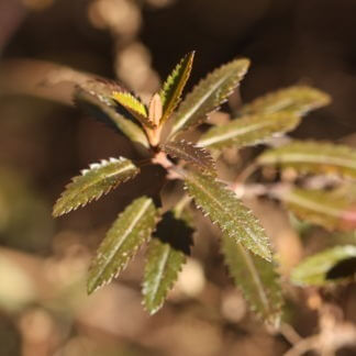 Haloragis erecta 'Wellington Bronze'