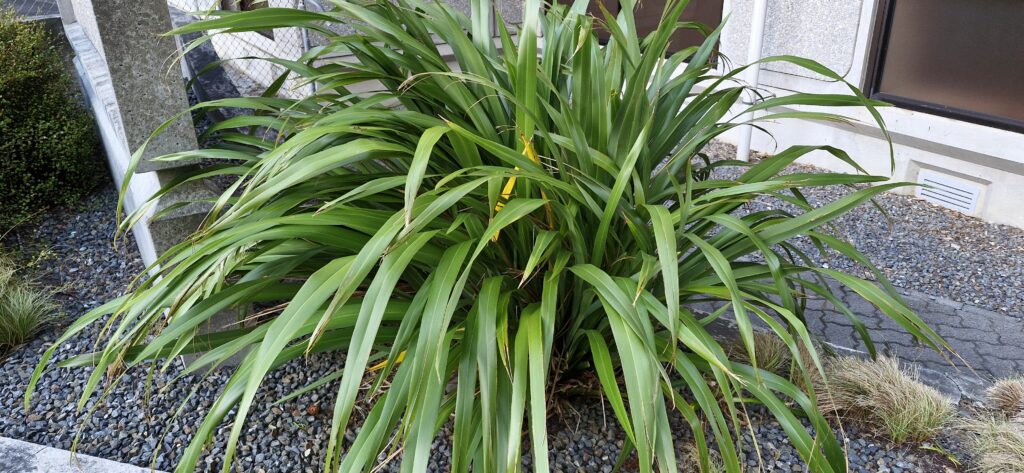 Phormium Cookianum
