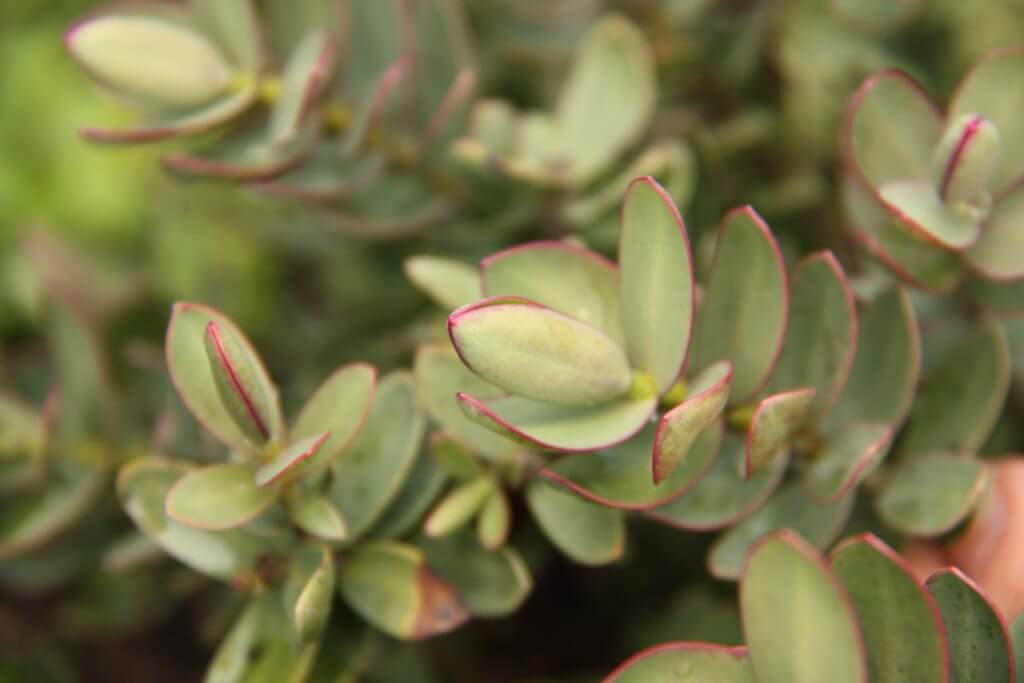 Hebe albicans red edge
