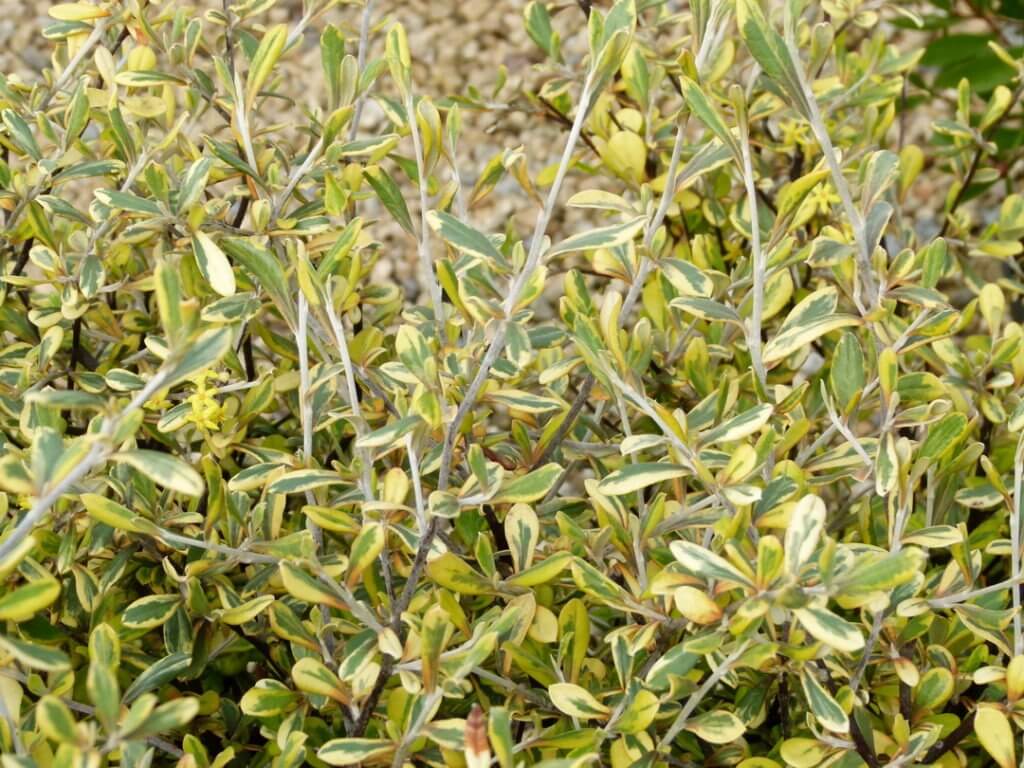 Corokia Sunsplash