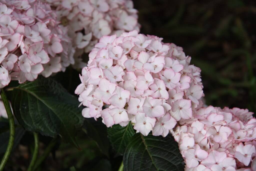 100-137 Hydrangea Sabrina 3