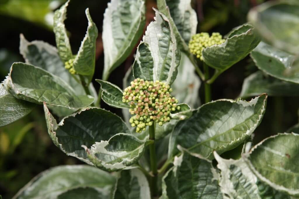 100-141 Hydrangea Variegata