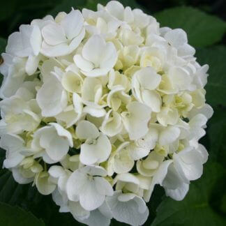 100-145 Hydrangea macrophylla 'Bridal Bouquet'