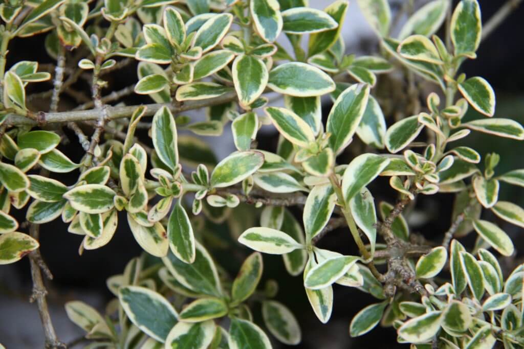 100-146 Coprosma 'Kiwi Silver'