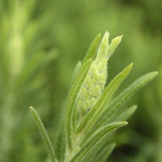 100-148 Lavandula Viridis