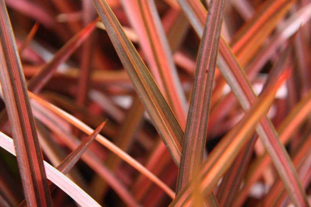 100-150 Phormium 'Evening Glow' 1-0003