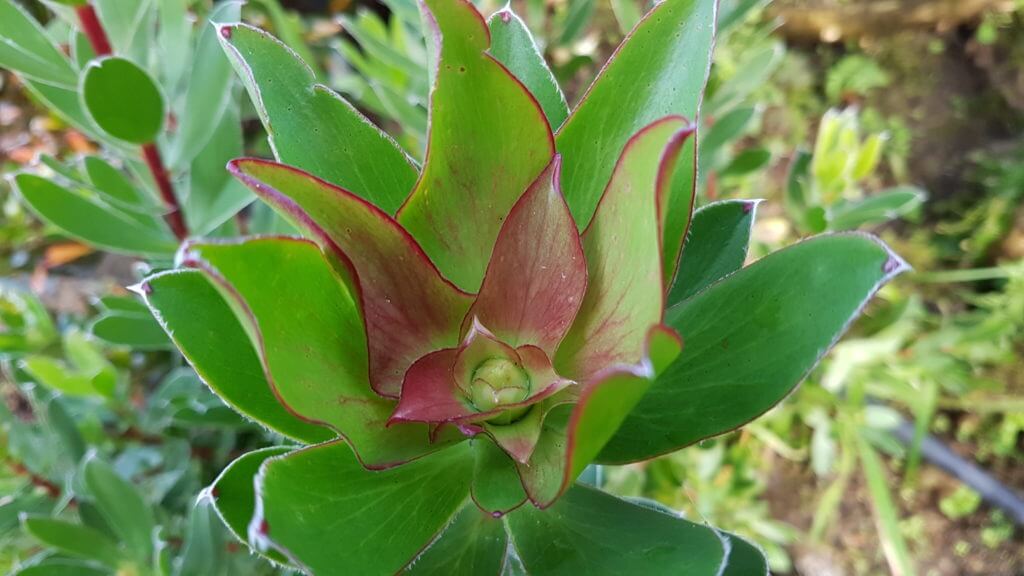Leucadendron waterlilly