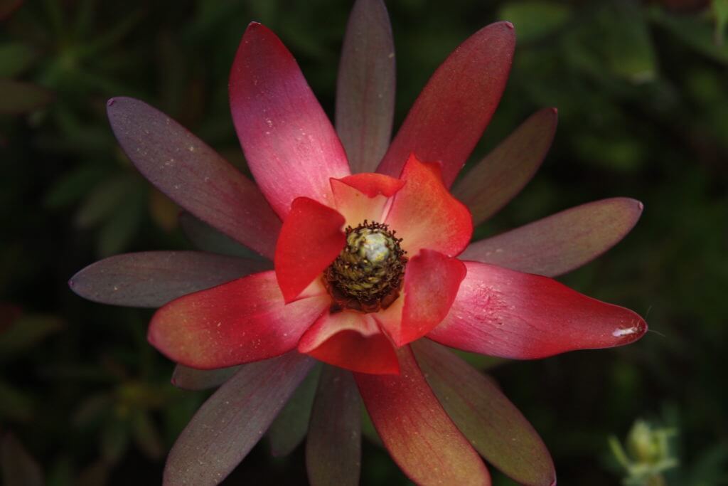 Leucadendron Safari Sunset 5