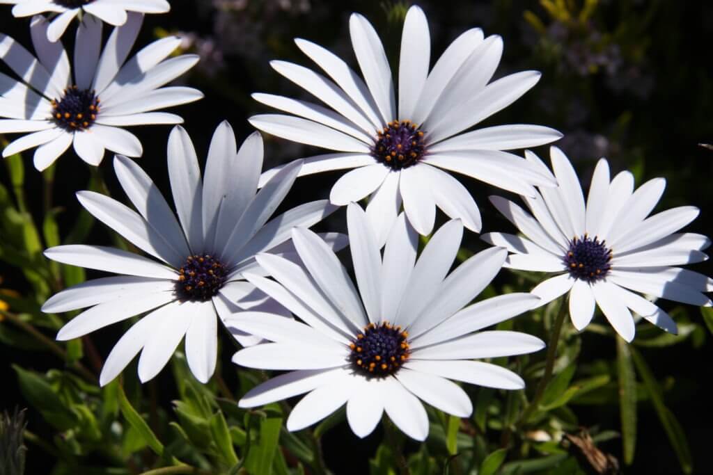 100-163 Osteospermum ice white 1
