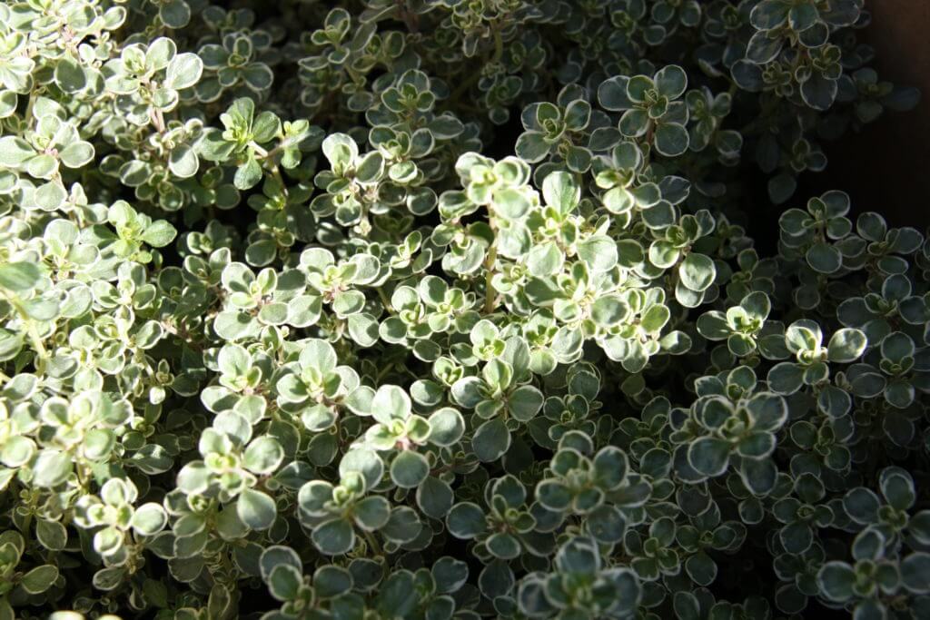 100-164 Thymus cit variegata