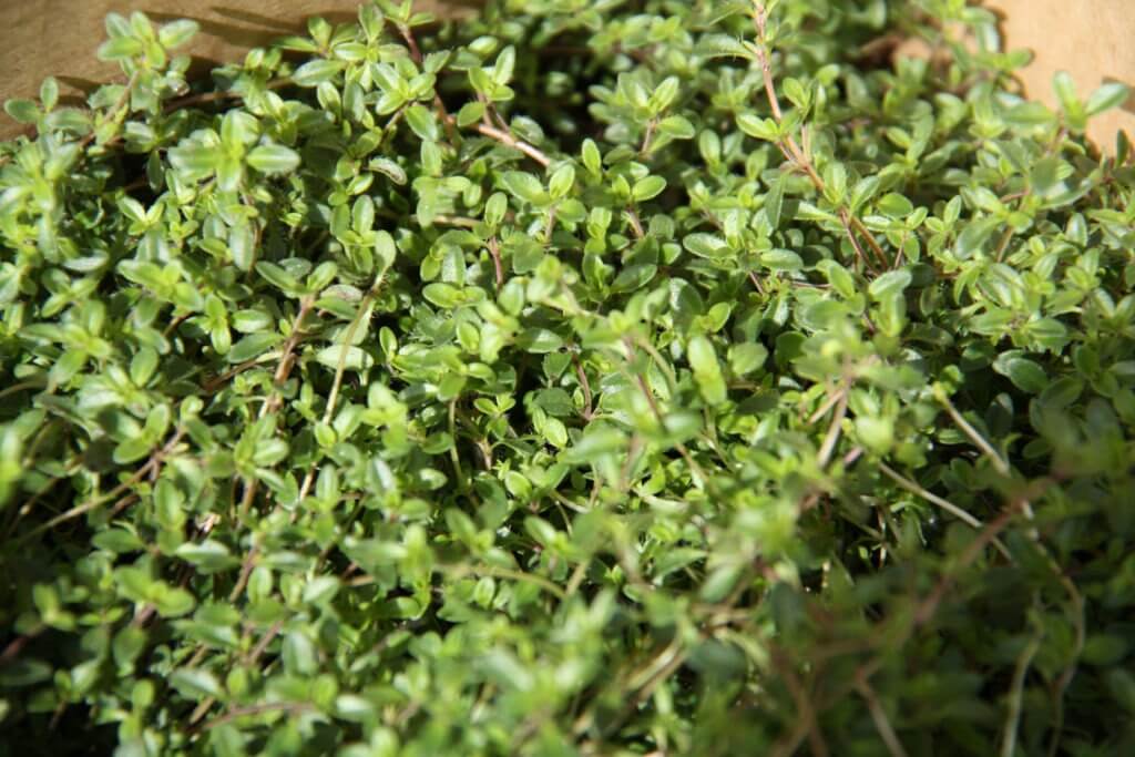 100-165 Thymus Ruby Carpet