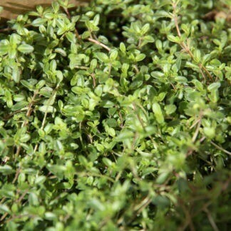 100-165 Thymus Ruby Carpet