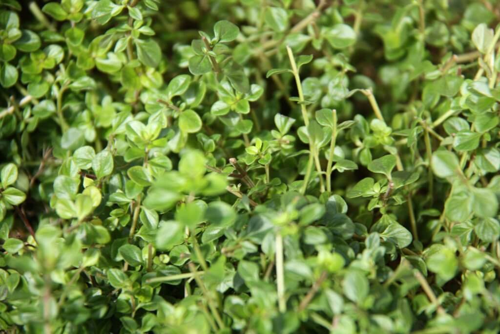 100-166 Thymus pizza