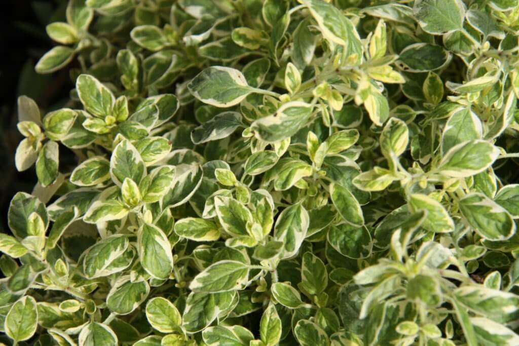 100-168 Oreganum Country Cream