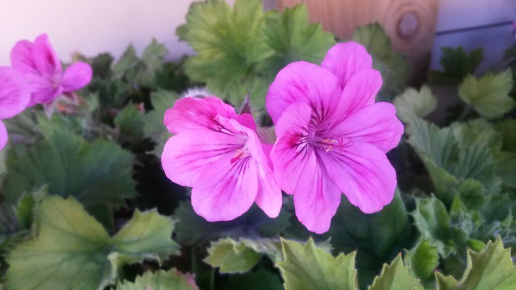 100-169 Geranium Pink