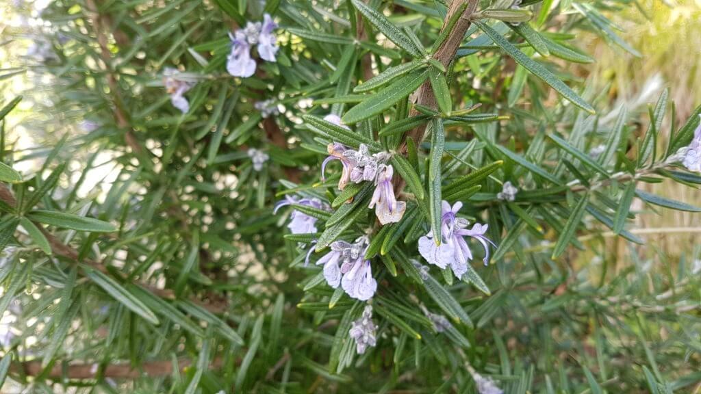 Rosemarinus september blue