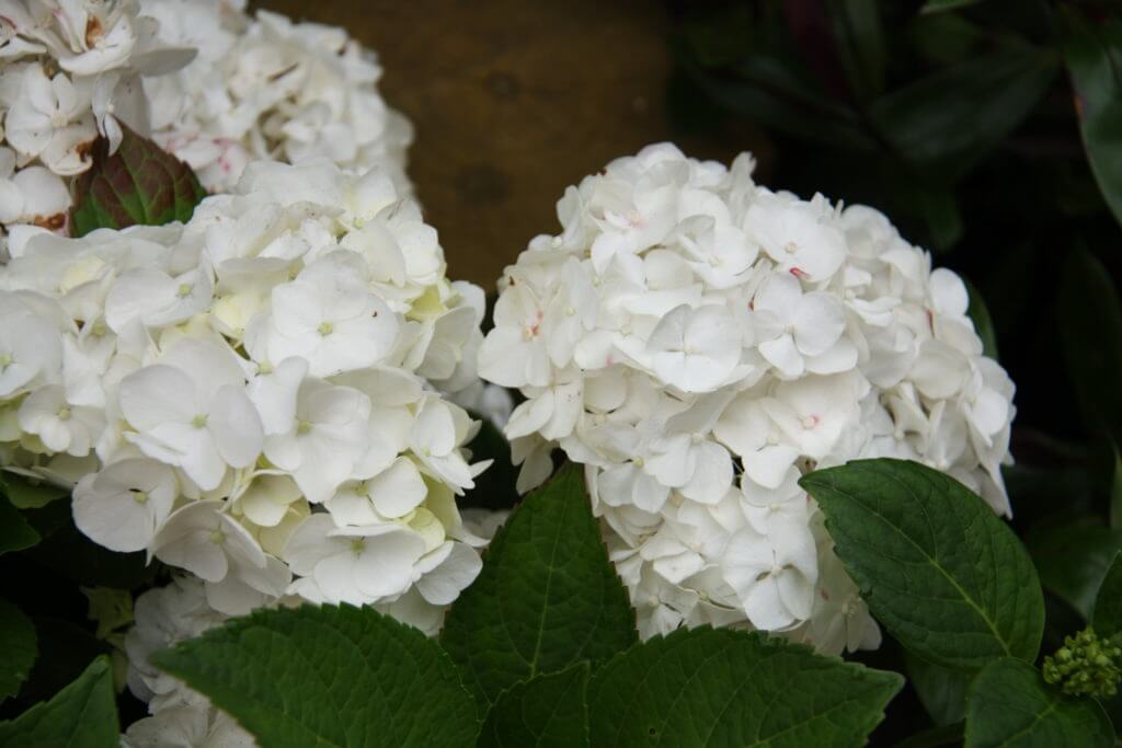 100-187 Hydrangea 'Le Cygne' 2